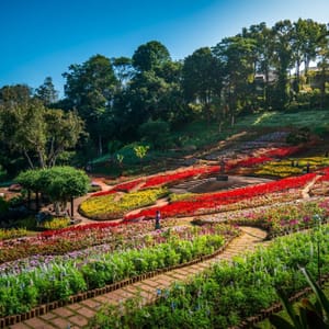 Chiang Rai hosts Colours of Doi Tung Festival