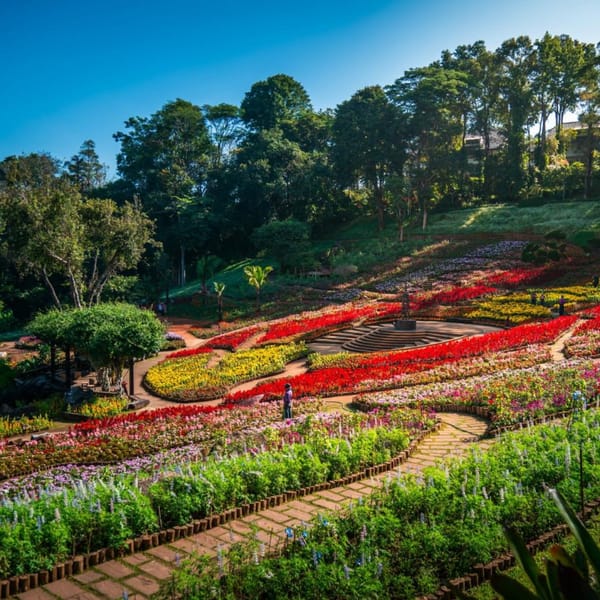 Chiang Rai hosts Colours of Doi Tung Festival